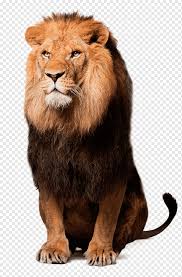 Tüm fotoğrafları indirin ve ticari projeler dahil olmak üzere istediğiniz yerde kullanın. Leao Da Africa Oriental Irpf 2016 Imposto De Renda Leao Mamifero Animais Gato Como Mamifero Png Pngwing