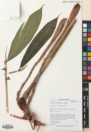 Image result for Aframomum polyanthum