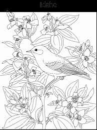 It's time to get crafty! Idaho State Flower Coloring Page Coloring Home