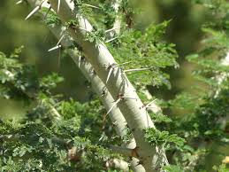 Image result for Acacia kirkii