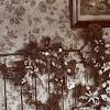 Send sympathy plants from 1800flowers as a way to honor loved ones. 1