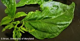 Image result for thrips damage on cucumber