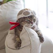 These Cats Have A Huge Collection Of Hats Made Out Of Their Shed Fur In 2020 Cat Shedding Crafting With Cat Hair Cats