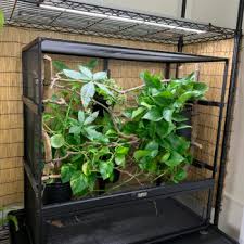 Quick look at a screen cage that i built for my cham. Screen Chameleon Cages Chameleon Academy