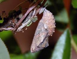 Red Admiral Butterfly