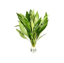 Image result for Hygrophila uliginosa