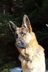 Pastor Aleman Avec Images Bergers Allemands Meilleurs Chiens Chien