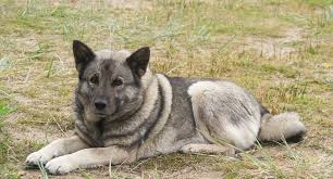 Image result for norský losí pes šedý