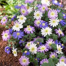 Longfield Gardens Anemone Blanda Assorted Bulbs 25 Pack 10000211 The Home Depot Bulb Flowers Longfield Gardens Anemone