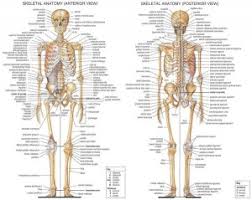 Human anatomy for student nurses. Anatomical Chart Skeletal System On Hq Silk The Stethoscope Shop Pty Ltd