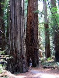 The trees in question are mountain ash, the tallest flowering trees in the world. Tallest Tree In The World Coast Redwood