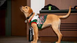 Adoption fees are stated on each dogs profile. Minnesota Wild Adopt Rescue Puppy Named Breezer Kare11 Com