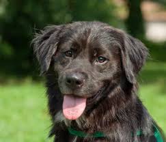 The alert, cheerful, and loving dalmador is a breed of dog created by crossing between a labrador retriever and a dalmatian.while some of these dogs inherit more of the dominant traits from the labrador, others have the dalmatian characteristics prevailing in them. Sgt Pepper The Flat Coat Chow S Web Page