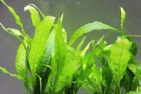 Tanaman epifit anubias, bucephalandra, java fern tanaman epifit salah satu pilihan paling populer pada hoby aquascape, tanaman ini berbeda dalam cara menanam jadi, tidak dimasukan kedalam substrat. Java Fern Care Guide Species Planting And Propagation Aquarium Fishes