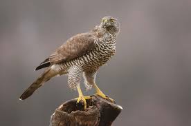 How Much Money Do You Need To Buy A Bird Of Prey? | Falconry Advice -  Youtube