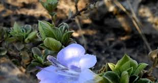 Image result for Barleria tanzaniana
