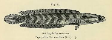 Image result for Amphicarpaea africana