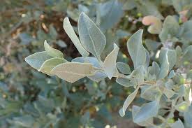 Image result for Atriplex halimus