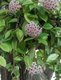 Like most other hoya species, the hoya carnosa compacta is simple to care for. Hoya Care At Home Flowering Hoya Care At Home Watering Fertilizer Soil Reproduction Hoya Miniature Hoya Compacta
