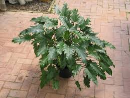 Check spelling or type a new query. Elephant Ear Philodendron Plants Philodendron Elephant Ears