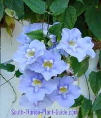 Florida Vines Florida Flowers Climbing Flowers Florida Plants