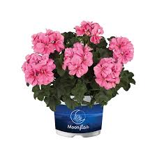 Image result for Pelargonium