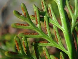 Image result for Asplenium uschiae