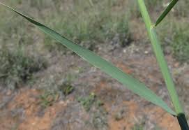 Image result for Enteropogon