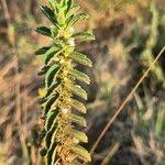 Image result for Leucas neuflizeana