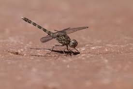 Image result for Rytigynia bridsoniae