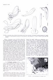 Image result for Corydalis mildbraedii