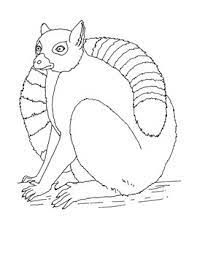 They are about 1.5 meters tall and weigh about 2 to 3.5 kilograms. Ring Tailed Lemur Coloring Page By Mama Draw It Tpt