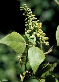 Image result for Rhynchosia