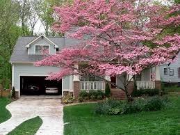 Mimosa pink flowering trees in georgia. 20 Gorgeous Flowering Trees For Georgia Progardentips