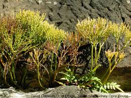 Image result for Psilotum