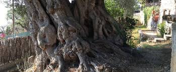 Comme La Plupart Des Oliviers Tres Age Le Tronc De L Olivier Millenaire De Beausoleil Est Magnifiquement Torture Pour En Savoir Plus Millenaire Olivier Arbre