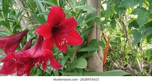 Image result for Hippeastrum sp. cultivars