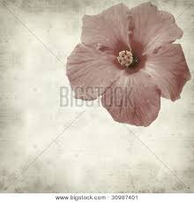 Bunga raya vintage enamel plates. Bunga Raya Images Illustrations Vectors Free Bigstock