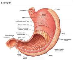 Pin By Celestenicole On Body Research Stomach Diagram Anatomy Medical Anatomy