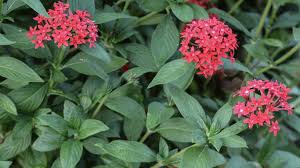 Image result for Pentas