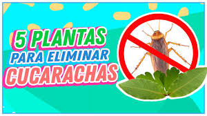 Matar para siempre las cucarachas de su casa o apartamento (cocina, baños, habitaciones). Plantas Para Eliminar Las Cucarachas De Tu Casa Youtube