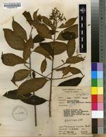 Image result for Pleioceras