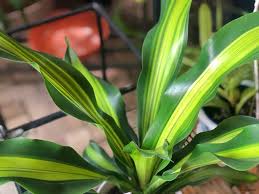 厳選30種 観葉植物の人気種類 名前や特徴 育てやすさは Horti ホルティ By Greensnap