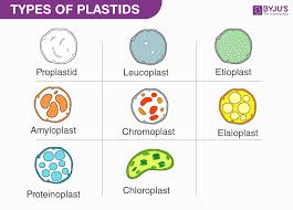 Check spelling or type a new query. Plastids Different Types Of Plastids And Their Functions In Plants Cell