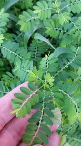 Image result for Phyllanthus fraternus