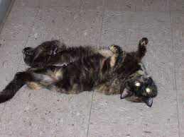 Click here to read all about the fascinating reasons behind this mystic cat behavior. Paw And Pad Care Okaw Veterinary Clinic