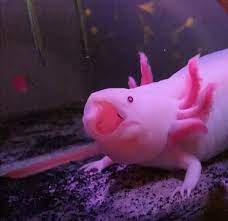 Pog : raxolotls