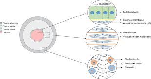 Smooth muscle has a fusiform shape, which resembles a football or spindle. Vascular Smooth Muscle Cell Contractile Function And Mechanotransduction