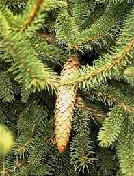 A fast grower, over 12 in. Picea The Spruce Tree At Portland Nursery And Garden Center