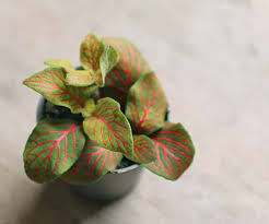 Unfortunately, many of the most common plants and flowers are toxic to cats. How To Care For Your Nerve Plant Fittonia House Plant Info